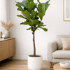 Ficus Lyrata Stam Incl. Pot