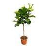 Ficus Lyrata