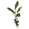 Strelitzia Nicolai Incl. Pot