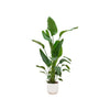 Strelitzia Nicolai Incl. Pot