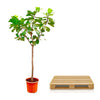 Ficus Lyrata