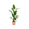 Strelitzia Nicolai Incl. Pot