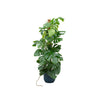 Monstera Pertusum Incl. Pot