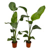 Strelitzia Nicolai