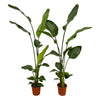 Strelitzia Nicolai