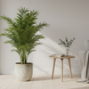 Kentia Palm
