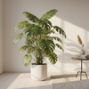 Monstera Pertusum Incl. Pot