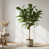Ficus Lyrata