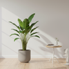 Strelitzia Augusta