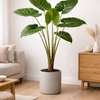 Alocasia Zebrina