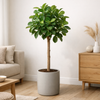 Ficus Altissimo Variegata