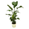 Strelitzia Nicolai Incl. Pot