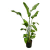 Strelitzia Nicolai Incl. Pot
