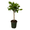 Ficus Altissimo Variegata