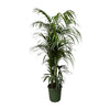 Kentia Palm