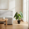 Kunst Alocasia Polly