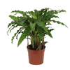 Calathea Bluegrass
