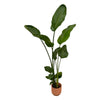 Strelitzia Nicolai Incl. Pot