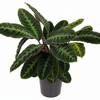 Calathea Warscewiczii