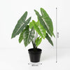 Kunst Alocasia Polly