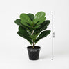 Kunst Ficus Lyrata