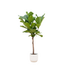 Ficus Lyrata Stam Incl. Pot