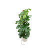 Monstera Pertusum Incl. Pot