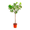 Ficus Lyrata