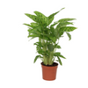 Calathea Leopardina