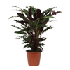 Calathea Wavestar