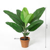 Kunst Philodendron Jungle King
