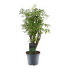 Polyscias Hawaiiana Ming