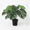 Kunst Monstera Deliciosa