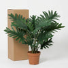 Kunst Philodendron Selloum