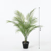 Kunst Kentia Palm