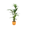 Kentia Palm Incl. Pot