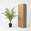 Kunst Kentia Palm