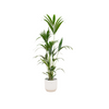 Kentia Palm Incl. Pot