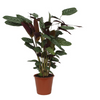Calathea Compactstar