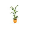 Strelitzia Nicolai Incl. Pot