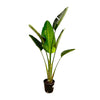 Strelitzia Augusta