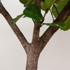 Ficus Lyrata
