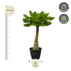 Birghamia Insignis