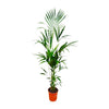 Kentia Palm