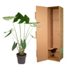 Alocasia Zebrina