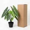Kunst Alocasia Polly