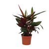 Calathea Stripestar