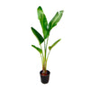 Strelitzia Augusta