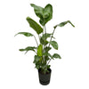 Strelitzia Nicolai Incl. Pot