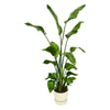 Strelitzia Nicolai Incl. Pot